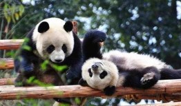 西安大熊猫爆料事件视频,揭秘萌宝幕后趣事